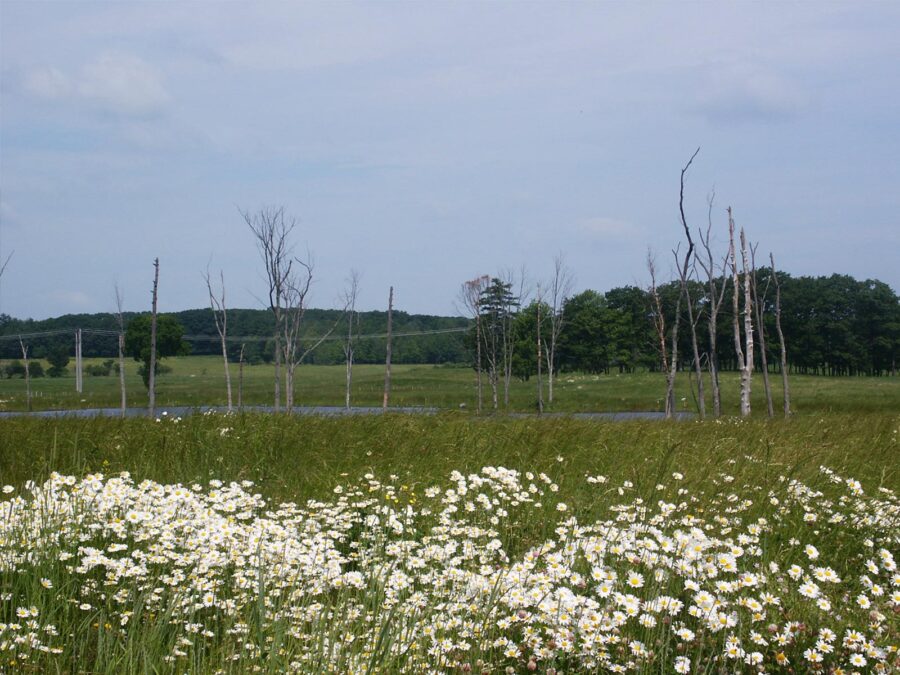 Wetland Mitigation